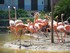 Les flamants roses (du Chili e