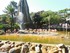 Les flamants roses (du Chili e