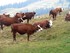 Les vaches des Alpes