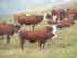 Les vaches des Alpes