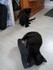Oscar et Luna (les chats)