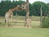 La Girafe (Giraffa camelopardalis)