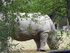Le Rhinocéros Blanc