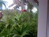 Vidéo du Jardin de Balata: colibris