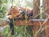 Le petit panda roux (Ailurus fulgens)