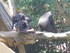 Le chimpanzé (Pan troglodytes)