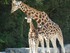 La girafe (Giraffa camelopardalis)