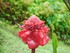 La Rose de porcelaine