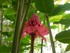 La Rose de porcelaine