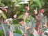 L'Anthurium-Flamant rose