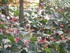 L'Anthurium-Flamant rose