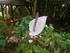 L'Anthurium-Flamant rose