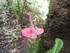 L'Anthurium-Flamant rose