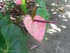 L'Anthurium-Flamant rose