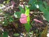 L'Anthurium-Flamant rose