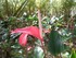 L'Anthurium-Flamant rose