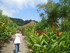 Le Jardin de Balata n°1
