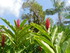 Le Jardin de Balata n°1