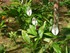 Spathiphyllum (Spathiphyllum w