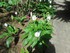 Spathiphyllum (Spathiphyllum w