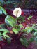 Spathiphyllum (Spathiphyllum w