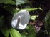 Spathiphyllum (Spathiphyllum w