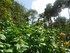 Canne d'eau/Gingembre Fleur (C