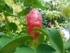 Canne d'eau/Gingembre Fleur (C