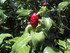 Canne d'eau/Gingembre Fleur (C