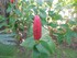 Le Jardin de Balata n°2