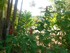 Le Jardin de Balata n°2