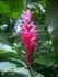 Alpinia-Red Ginger (Alpinia pu