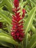 Alpinia-Red Ginger (Alpinia pu