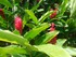 Alpinia-Red Ginger (Alpinia pu