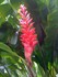 Alpinia-Red Ginger (Alpinia pu