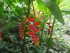 Le Balisier (Heliconia rostrat