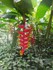 Le Balisier (Heliconia rostrat