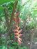 Le Balisier (Heliconia rostrat