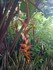 Le Balisier (Heliconia rostrat