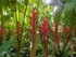 Le Balisier (Heliconia imbrica