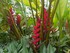 Le Balisier (Heliconia imbrica