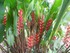 Le Balisier (Heliconia imbrica