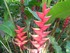 Le Balisier (Heliconia imbrica