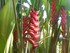 Le Balisier (Heliconia imbrica