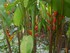 Le Balisier (Heliconia wagneri