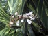 Alpinia-Red Ginger (Alpinia pu