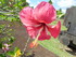 Les hibiscus n°2