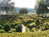 Les Jardins de Marqueyssac