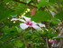 Les hibiscus du Jardin Botaniq