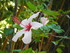 Les hibiscus du Jardin Botaniq